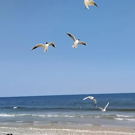 Ostseeoase زينوويتز